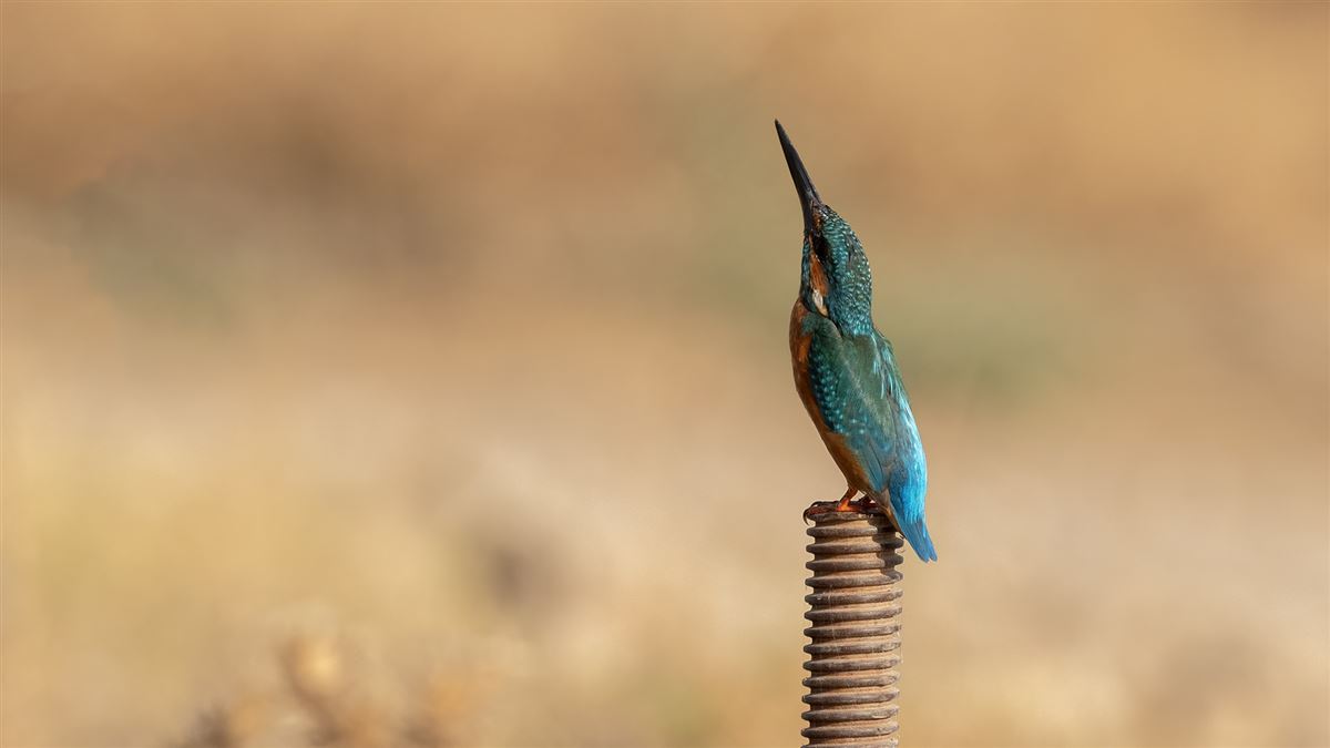 Common Kingfisher