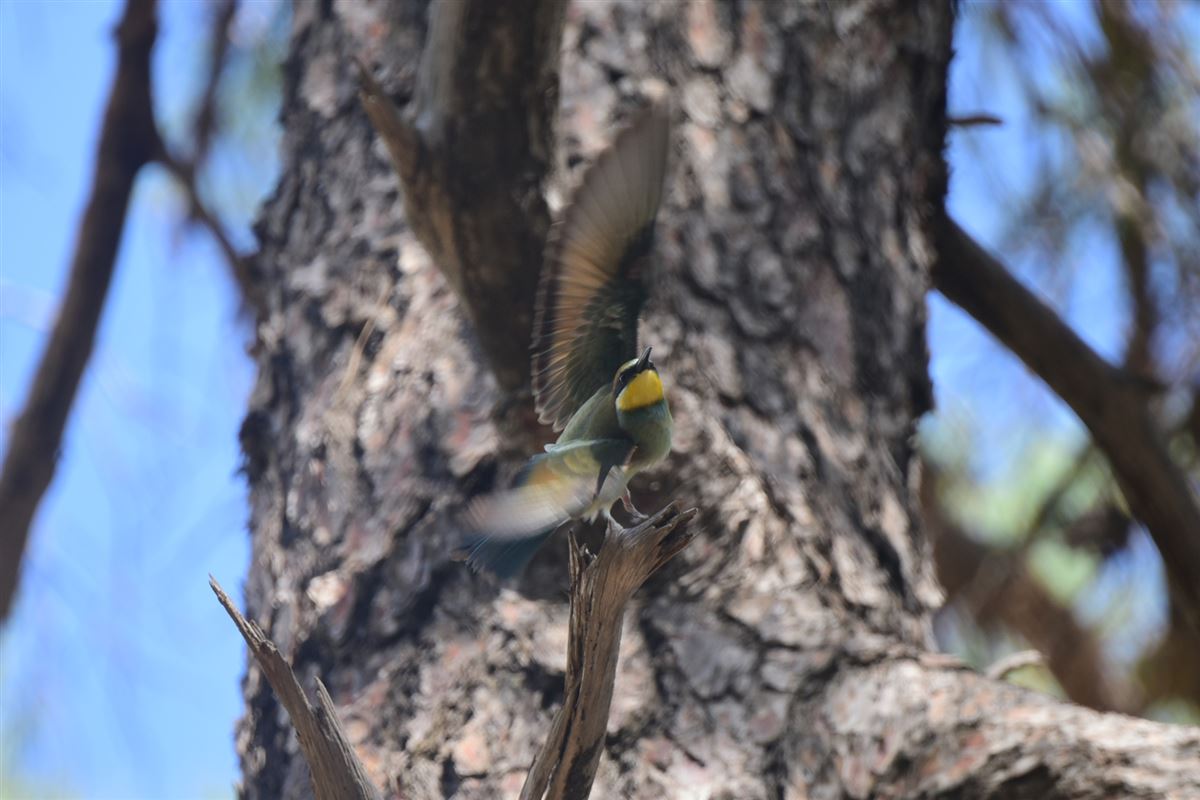 European Bee-eater