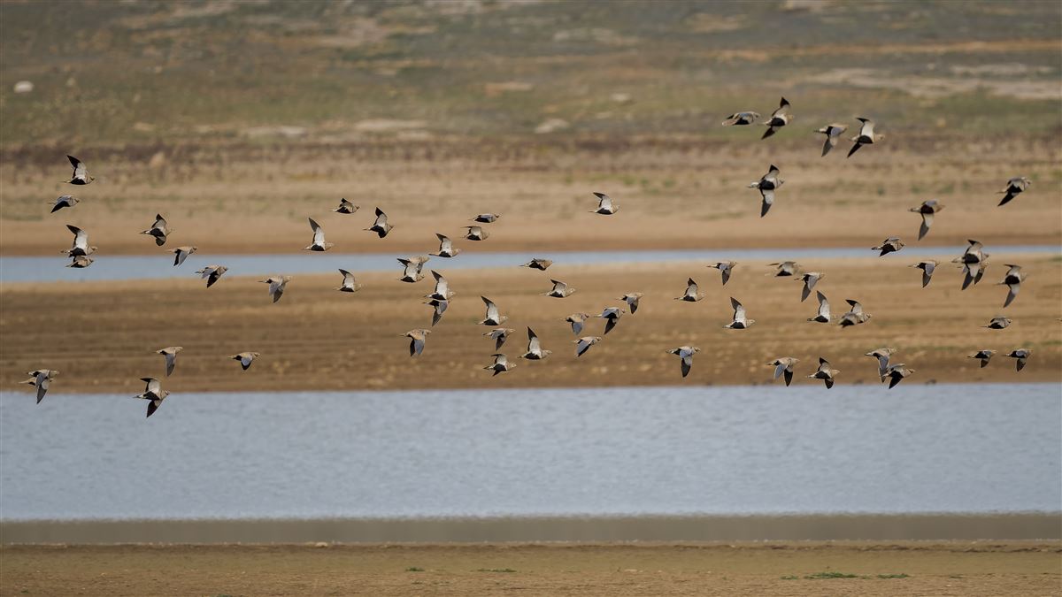 Black-bellied Sandgrouse