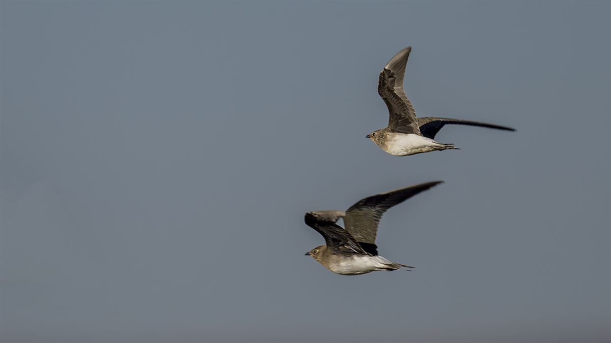 Black-winged Pratincole