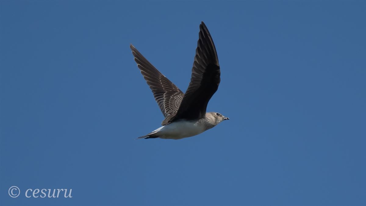 Black-winged Pratincole