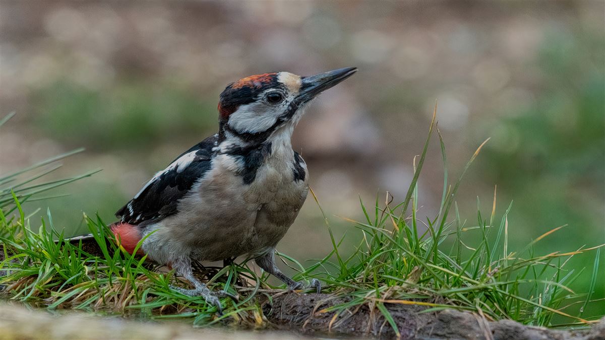 Great Spotted Woodpecker