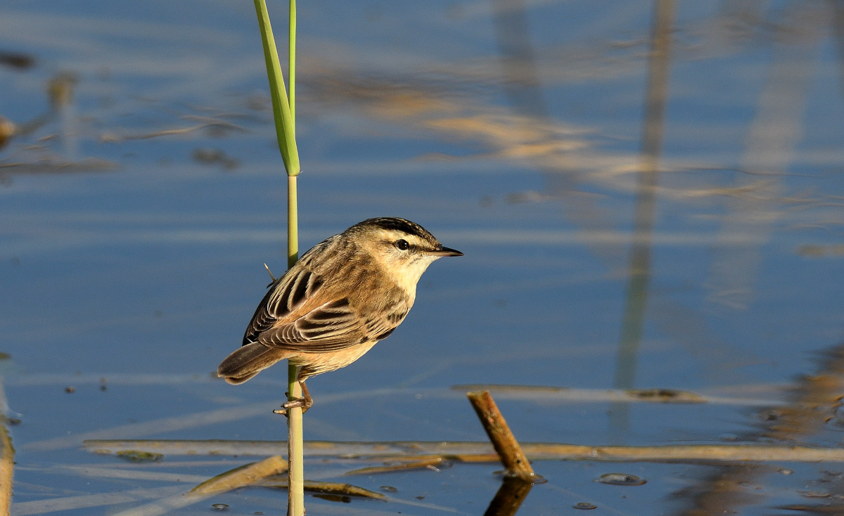 Sedge Warbler
