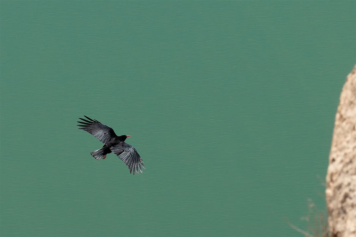 Red-billed Chough