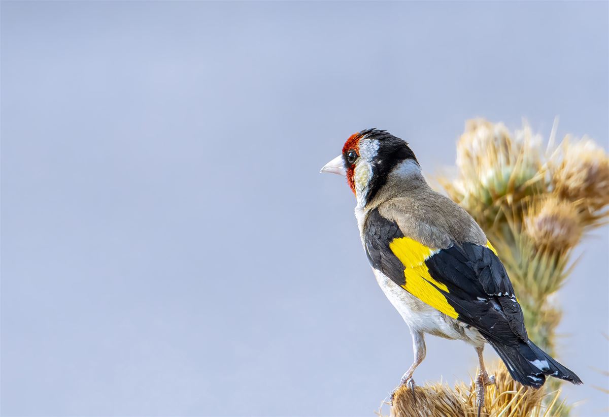European Goldfinch