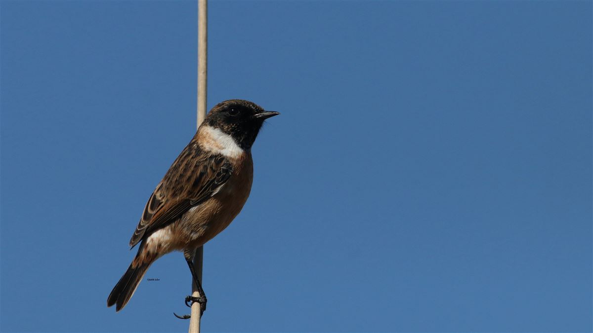 European Stonechat