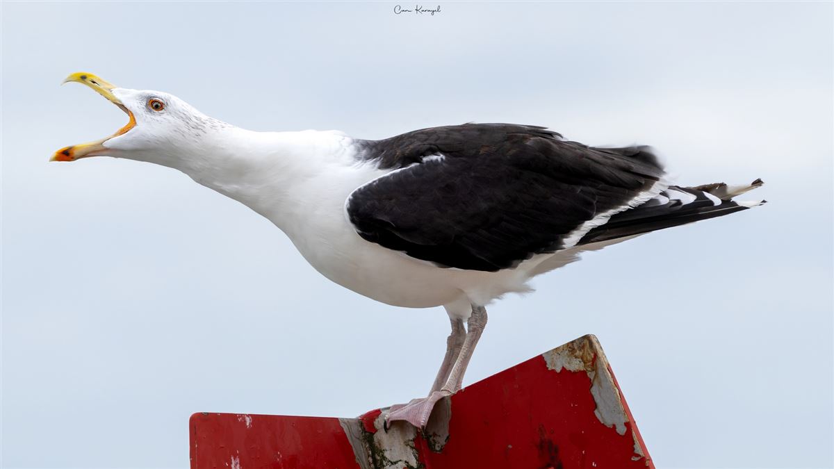 Great Black-backed Gull