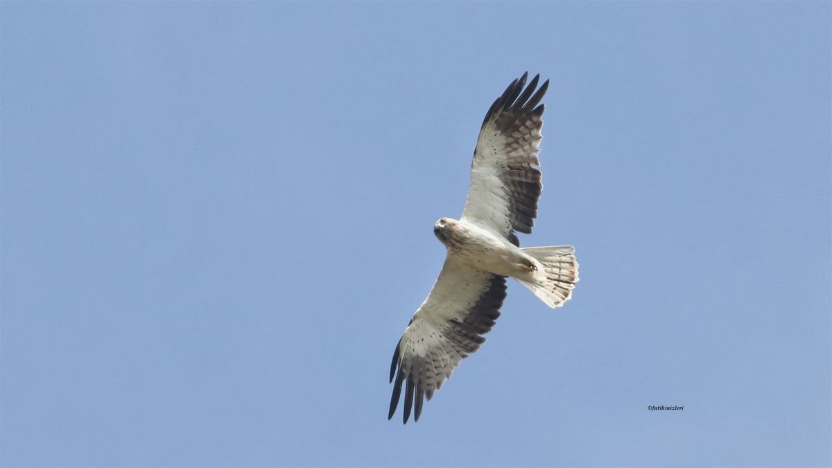 Küçük kartal