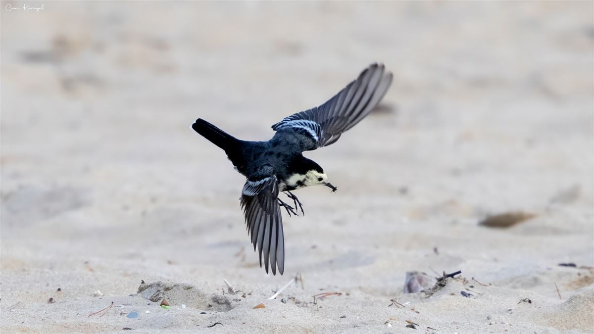 White Wagtail