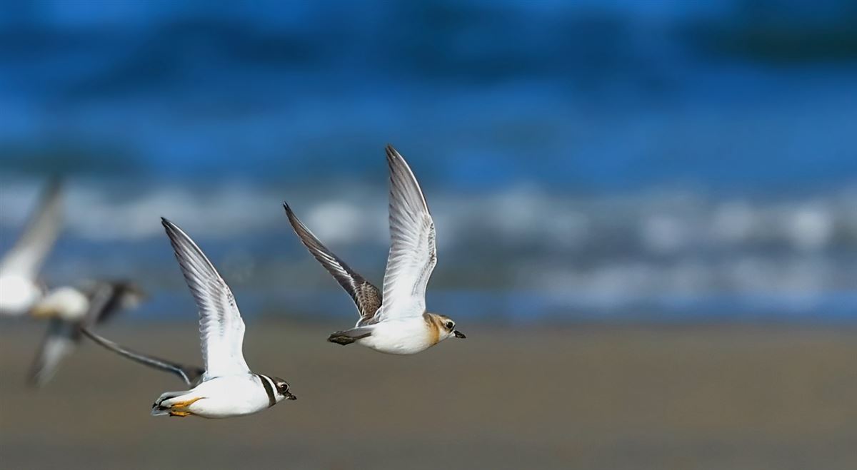 Tibetan Sand Plover