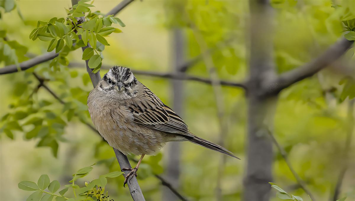 Rock Bunting