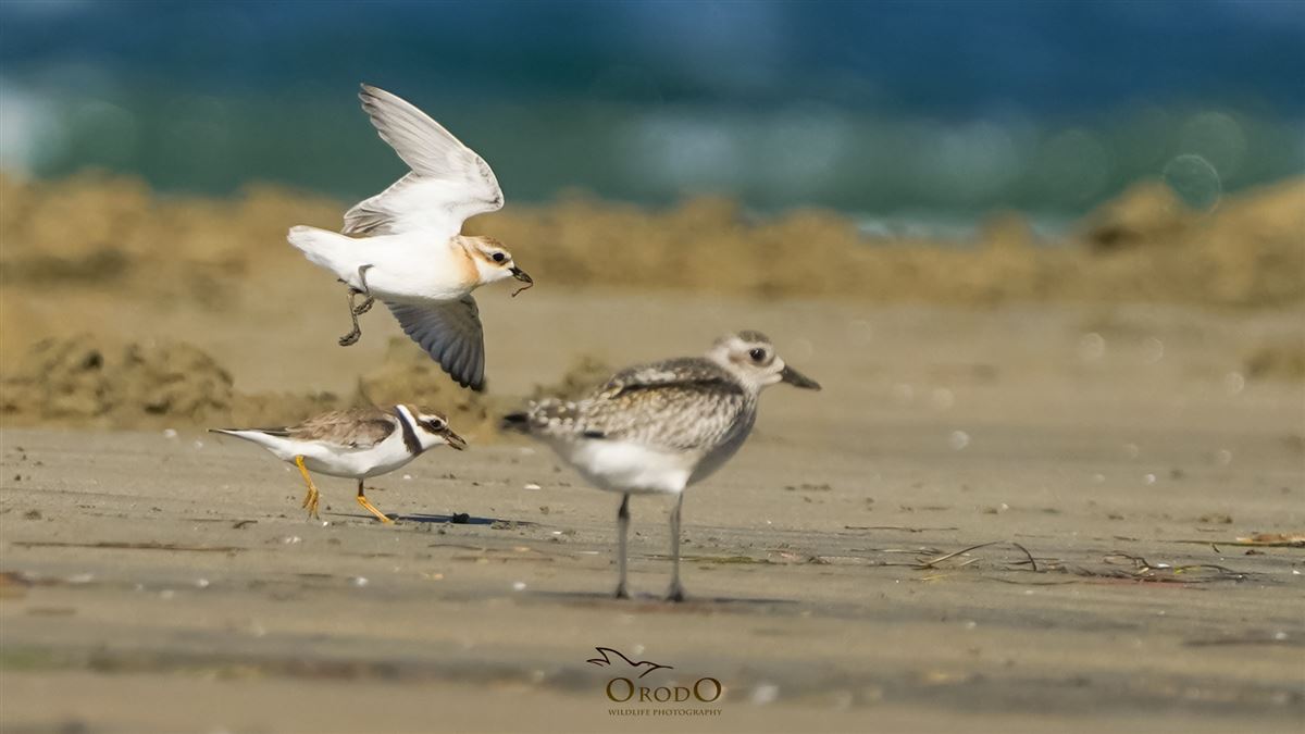 Tibetan Sand Plover