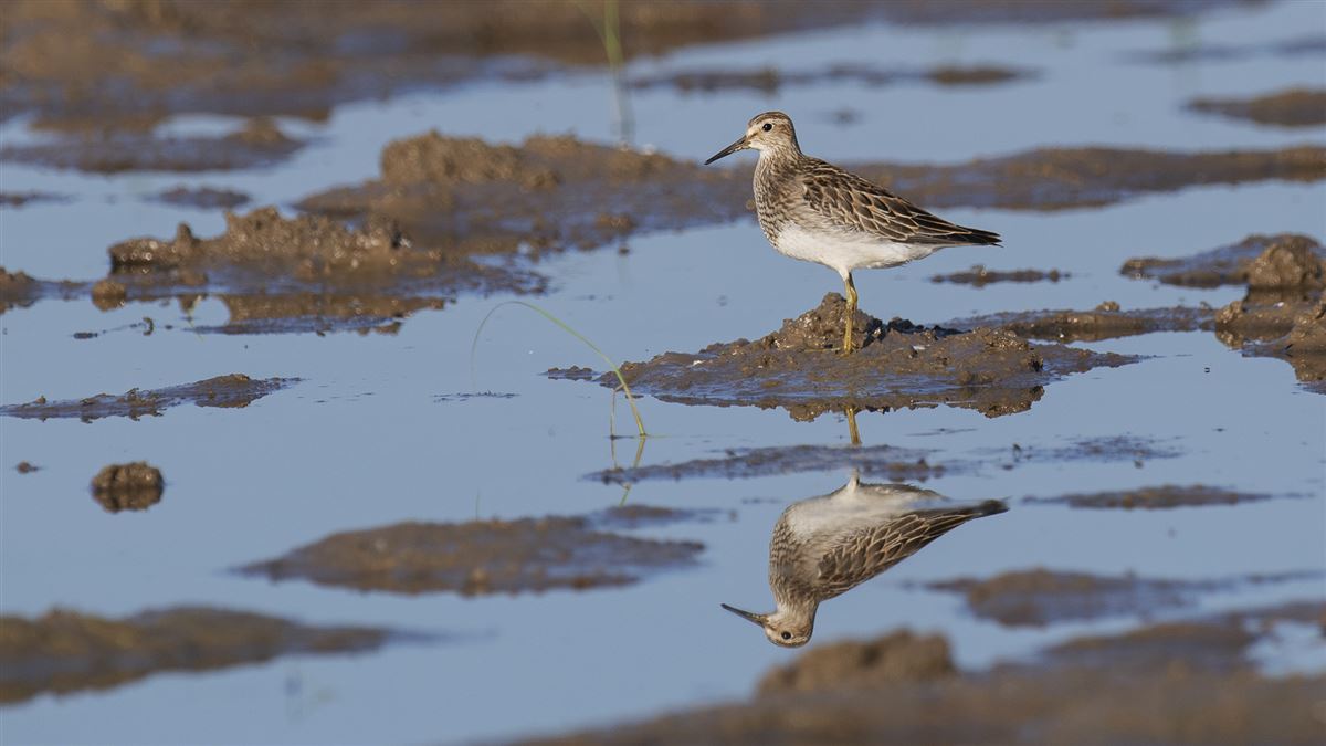 Pectoral Sandpiper