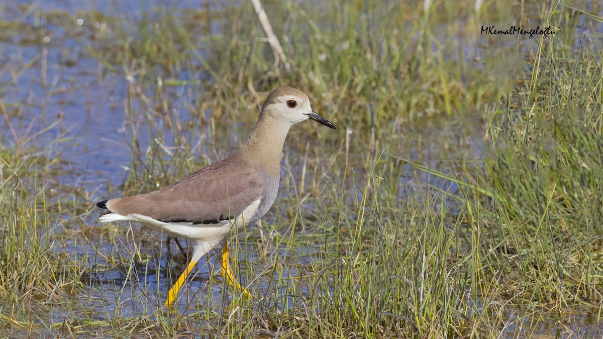 White-tailed Lapwing