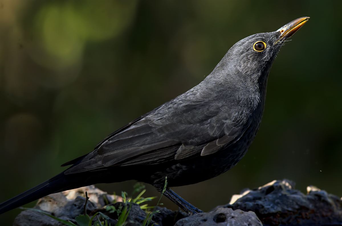 Common Blackbird