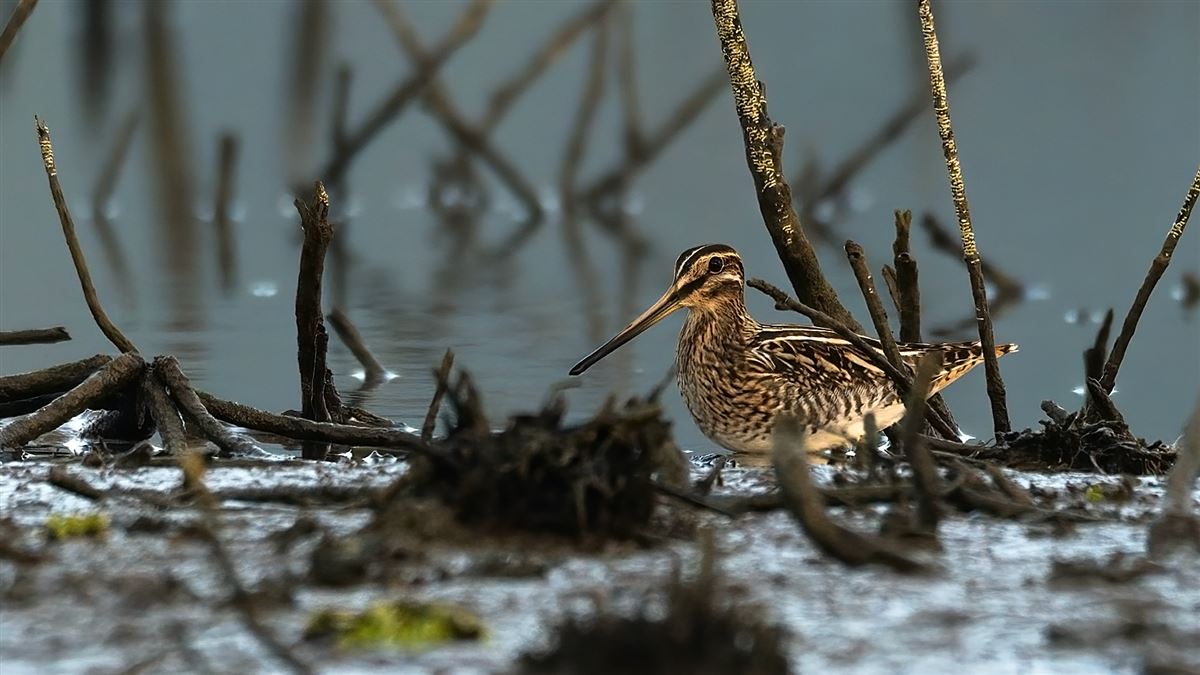 Common Snipe