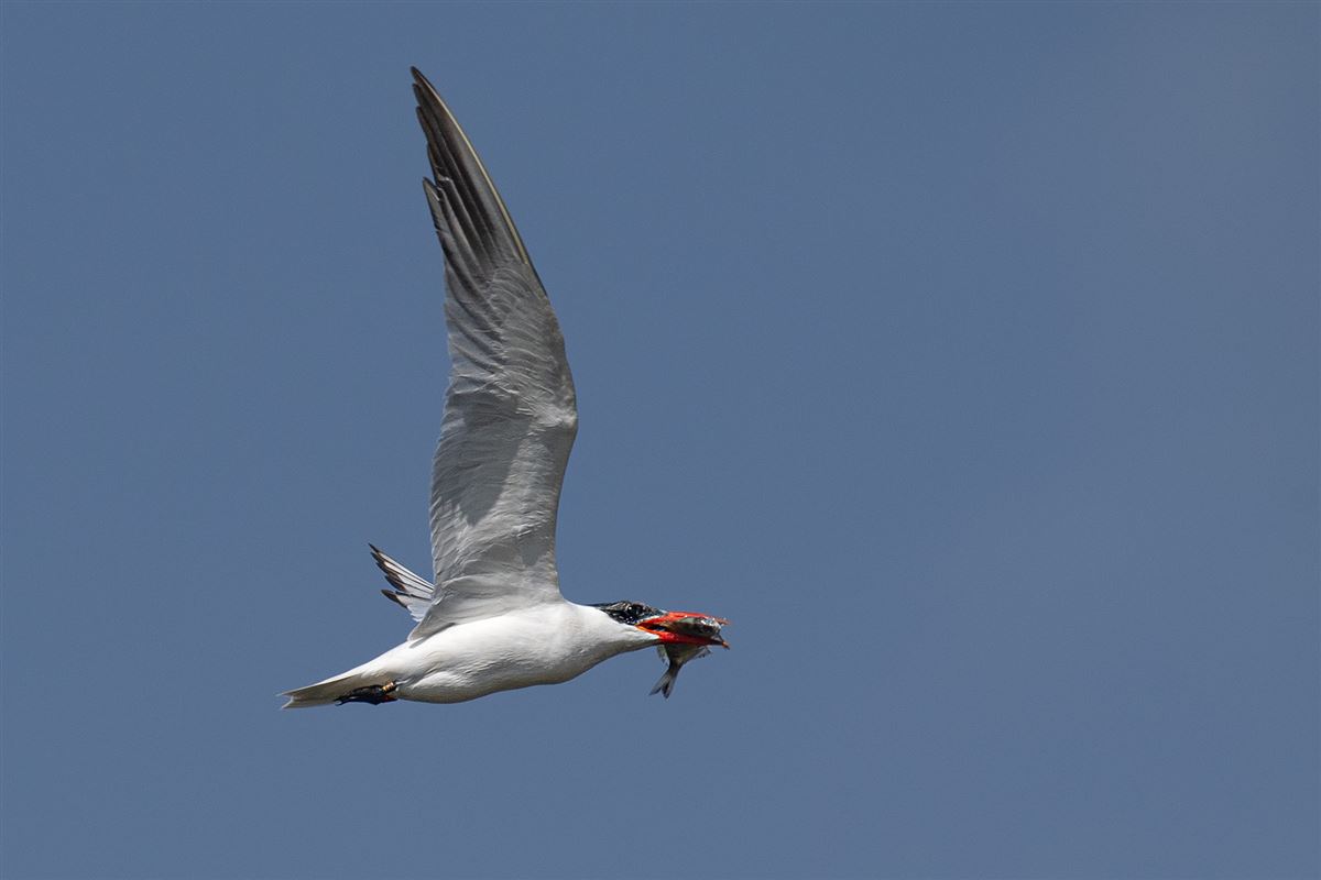 Caspian Tern