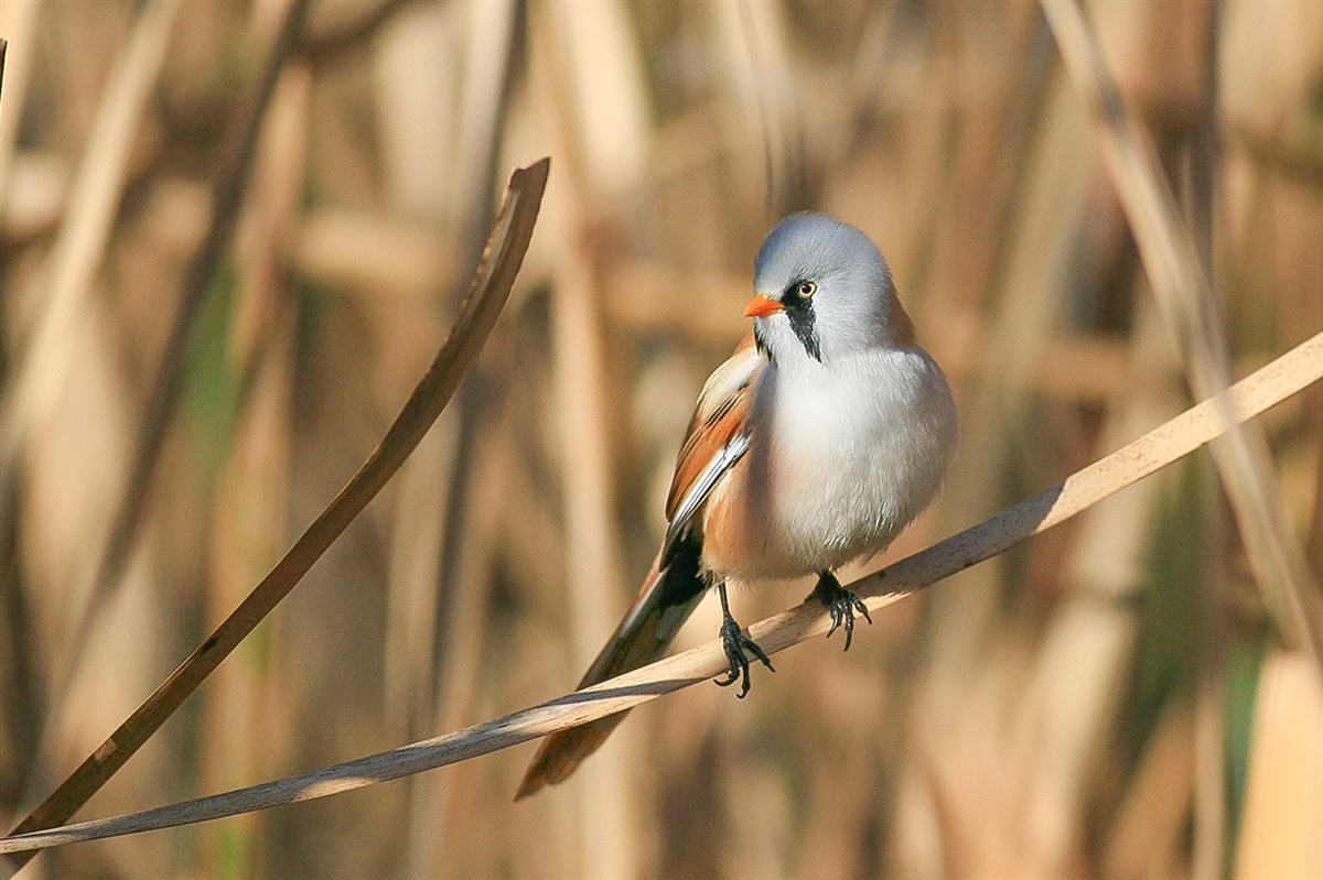 Bearded Reedling