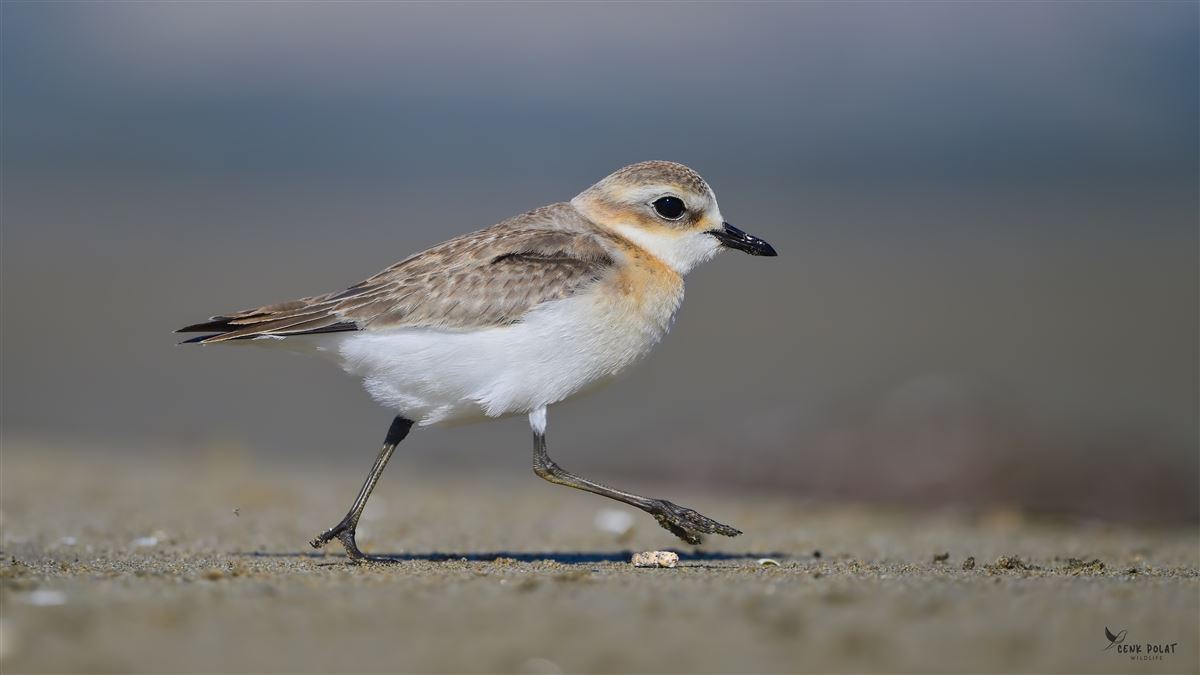 Tibetan Sand Plover