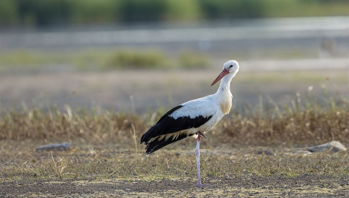 White Stork