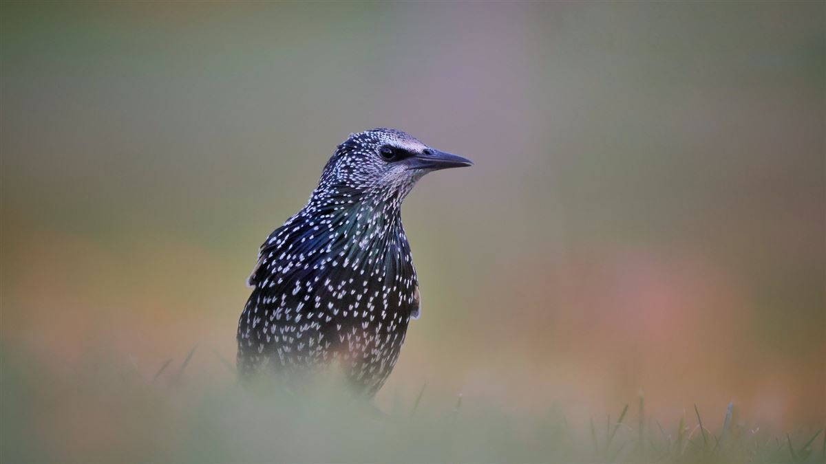 Common Starling