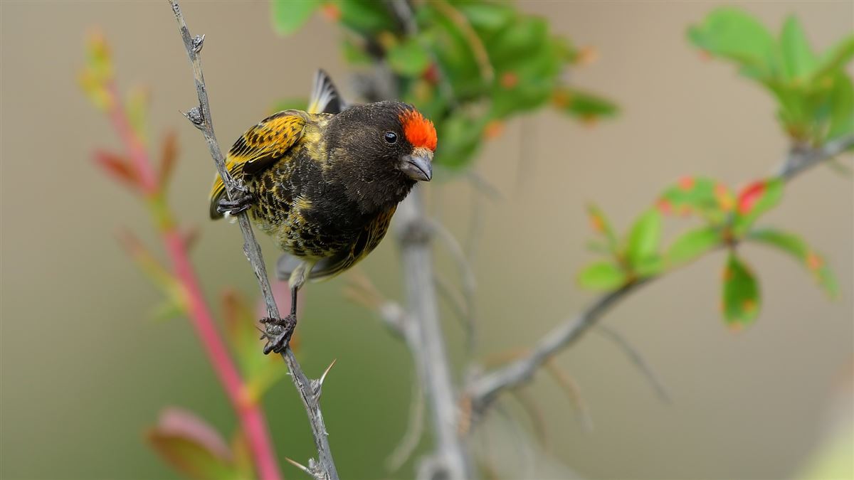 Red-fronted Serin