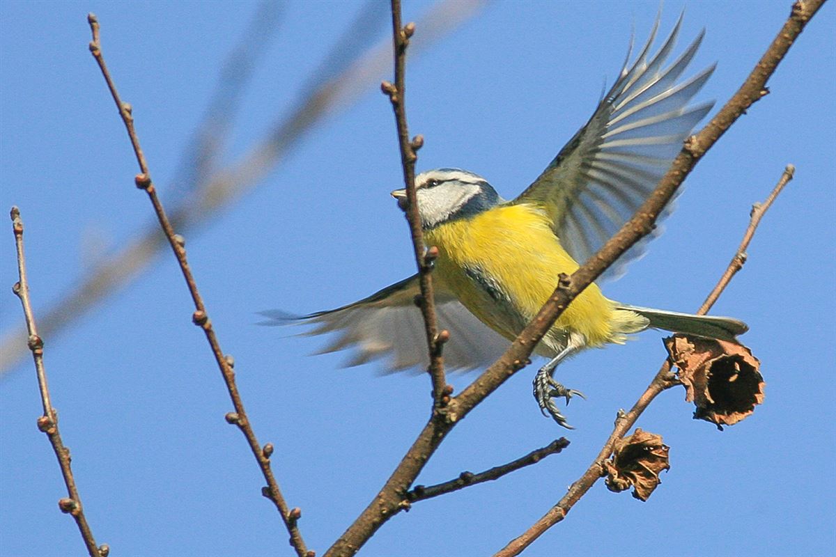 Eurasian Blue Tit