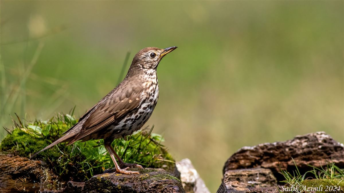 Song Thrush