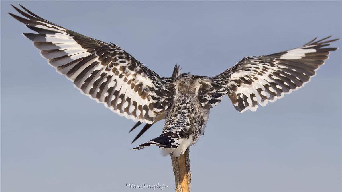 Pied Kingfisher