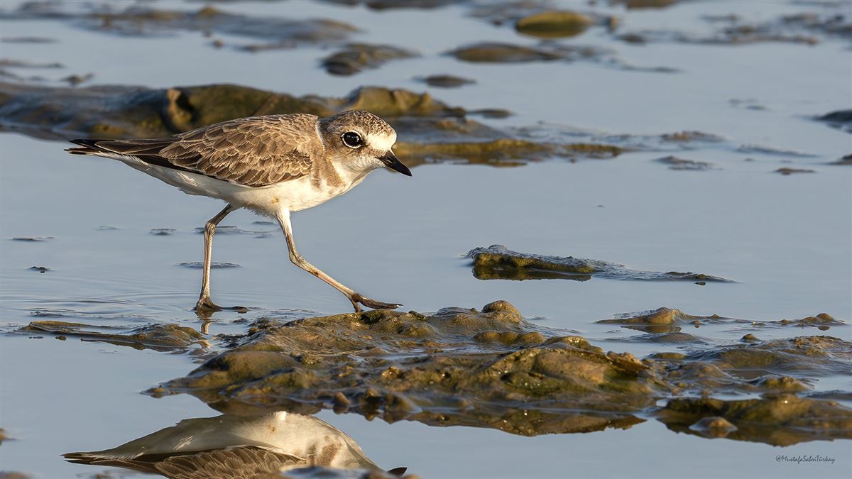 Kentish Plover