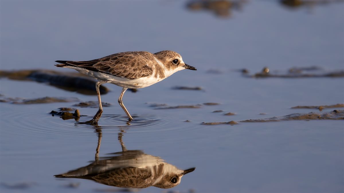 Kentish Plover