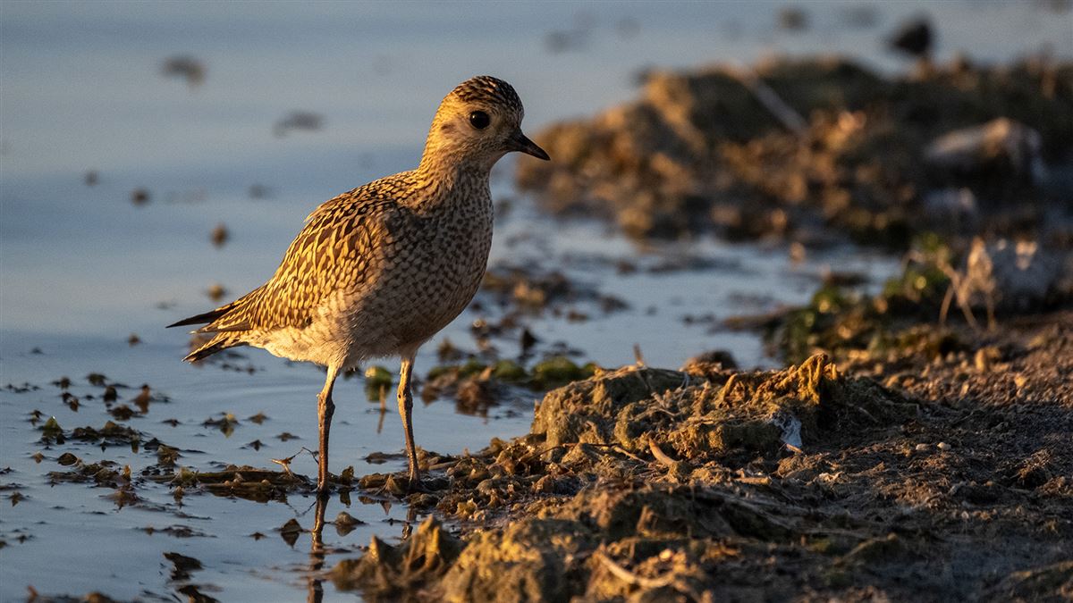European Golden Plover