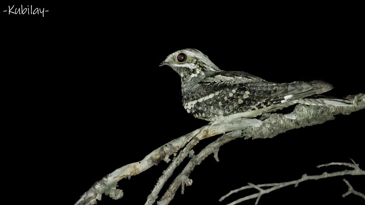 European Nightjar