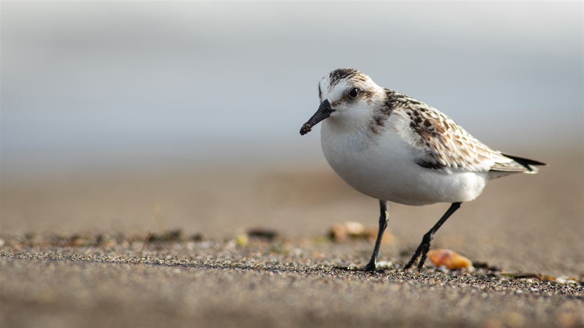 Sanderling