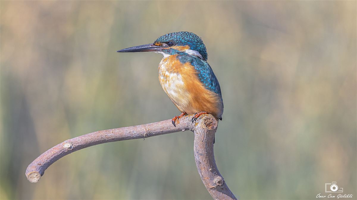Common Kingfisher