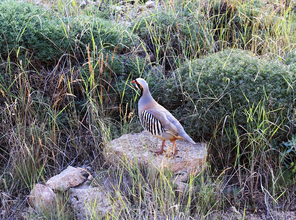 Chukar Partridge