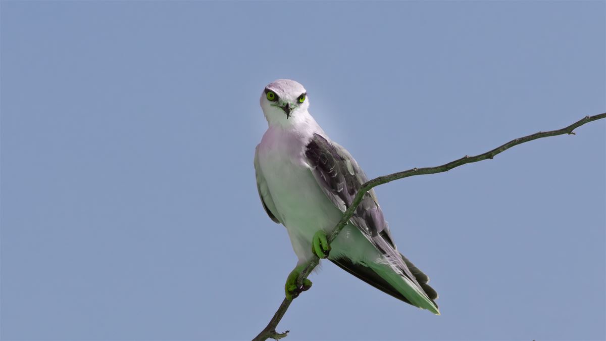 Black-winged Kite
