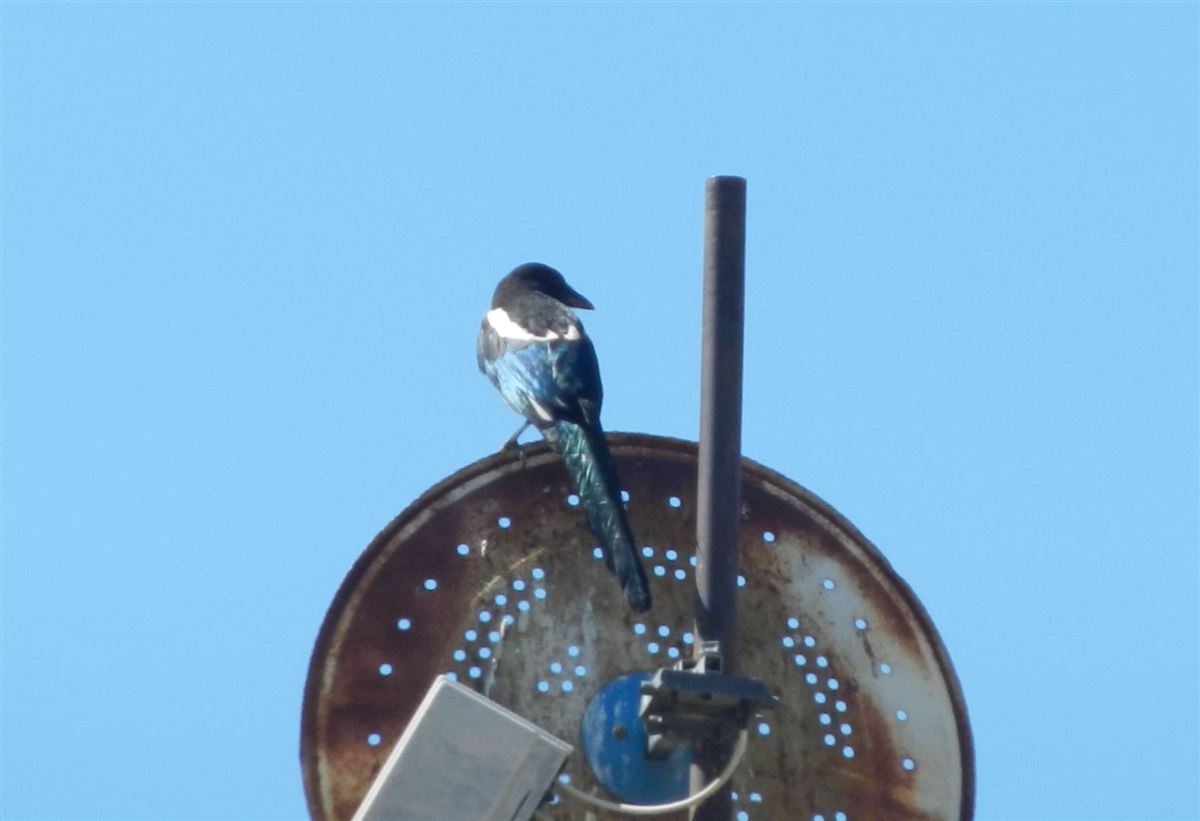 Eurasian Magpie