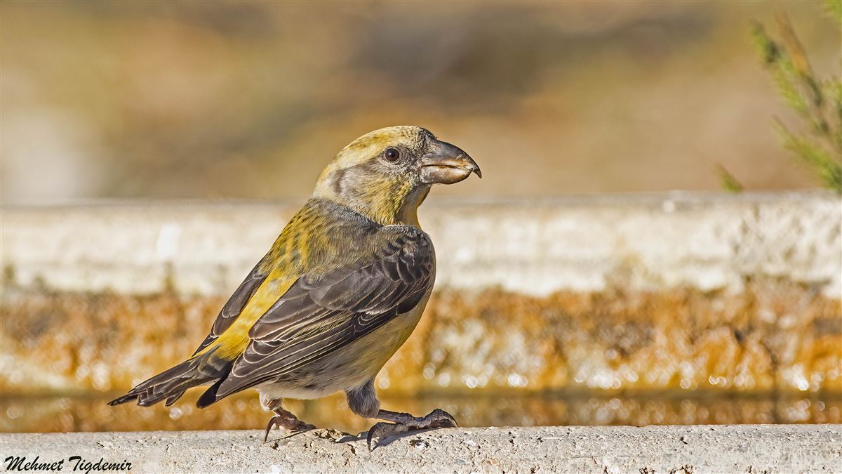 Red Crossbill