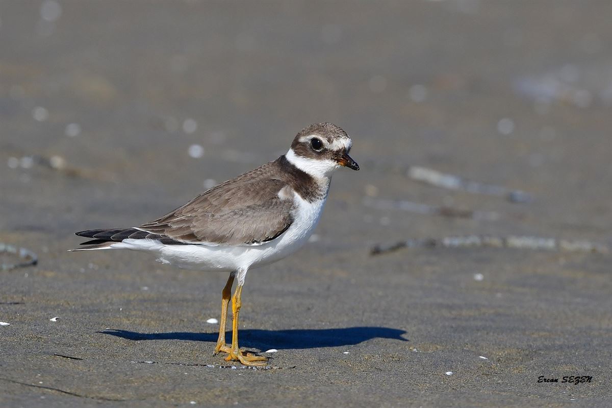 Common Ringed Plover