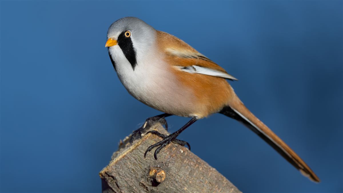 Bearded Reedling