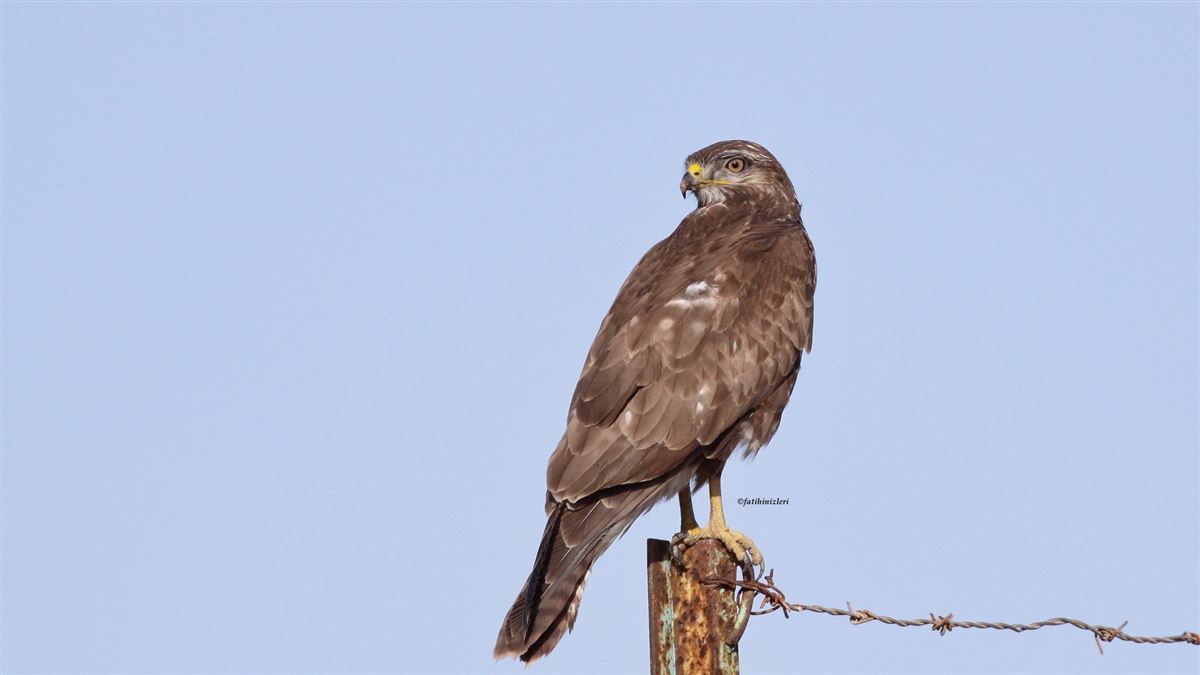 Common Buzzard