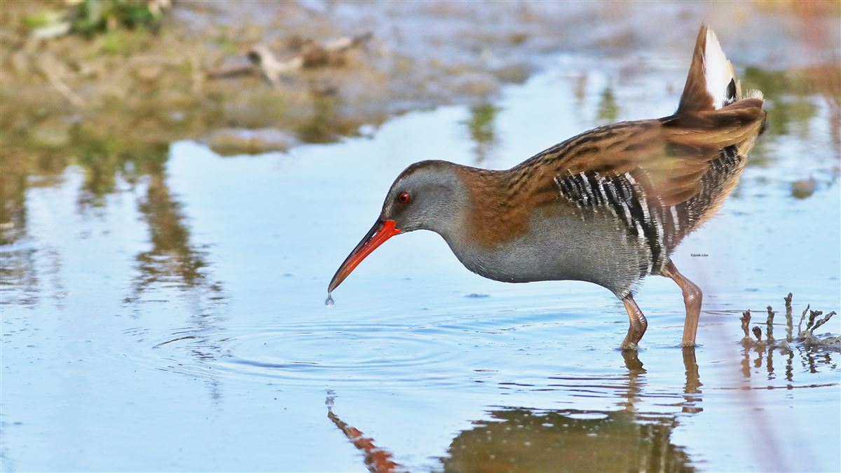 Water Rail