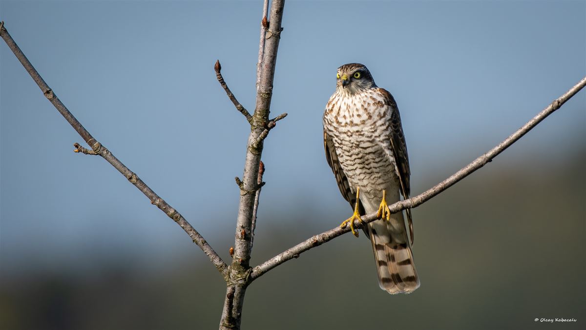 Eurasian Sparrowhawk