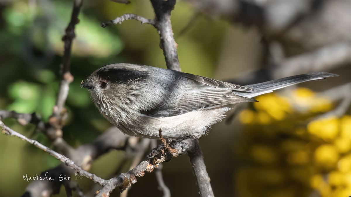 Long-tailed Tit