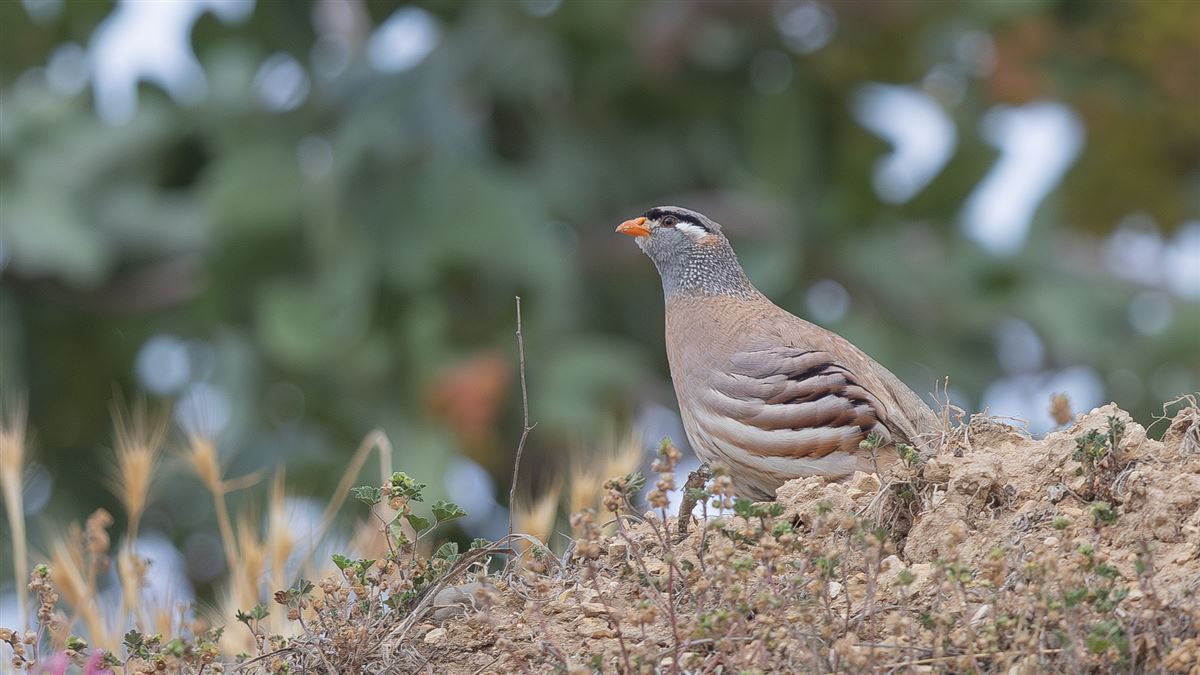 See-see Partridge