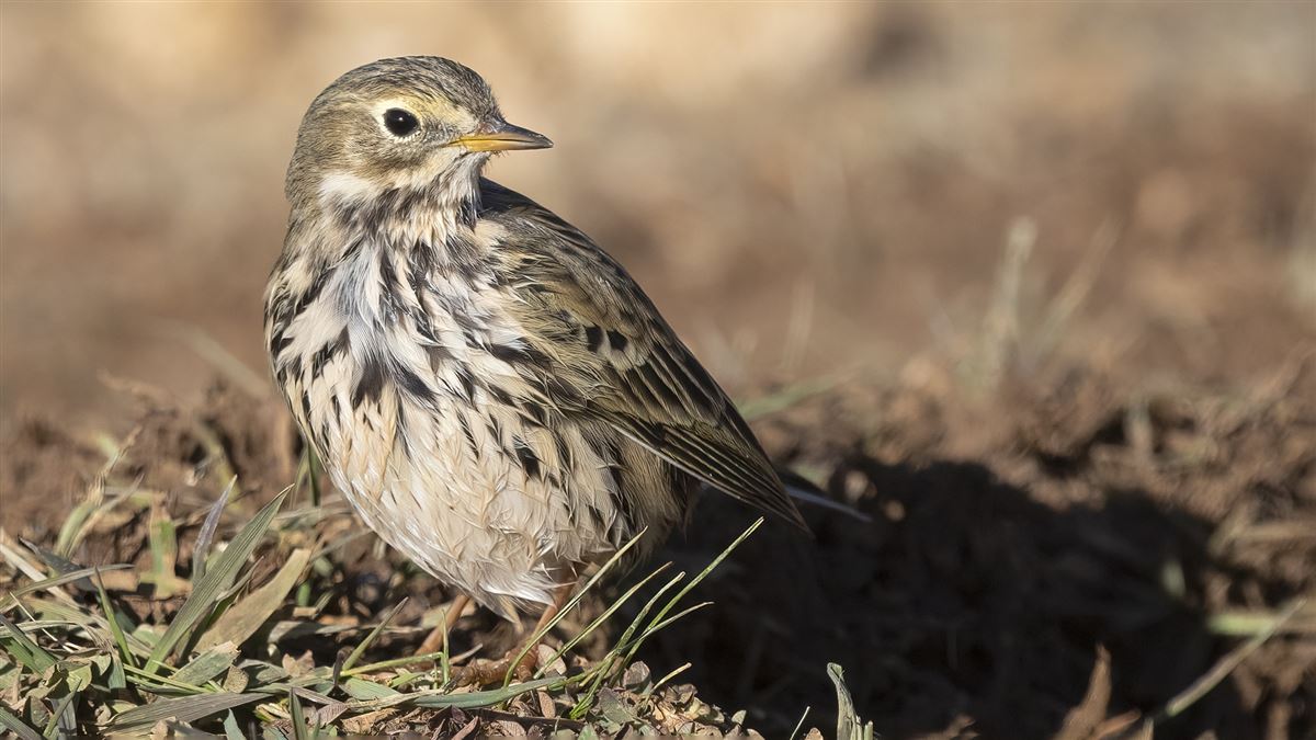 Meadow Pipit