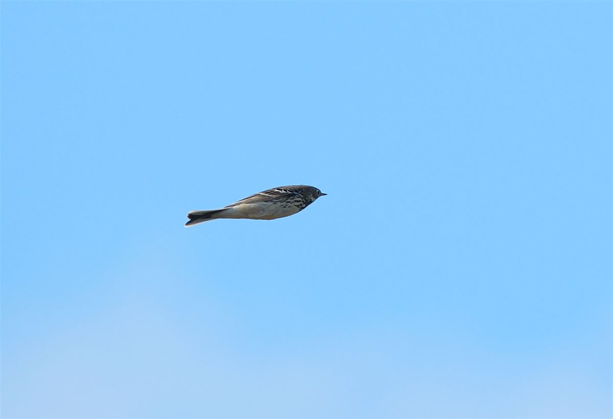 Buff-bellied Pipit