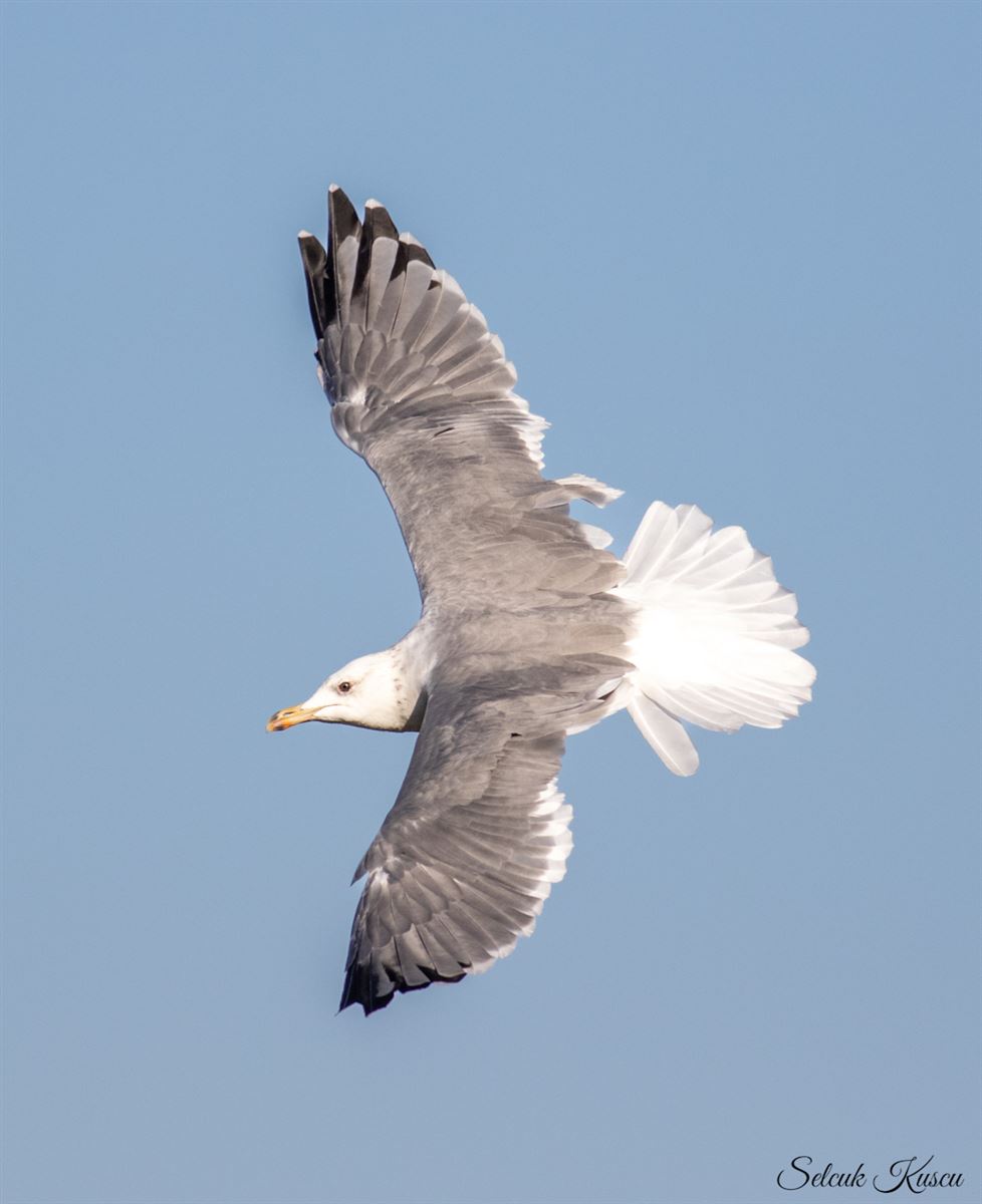 Armenian Gull