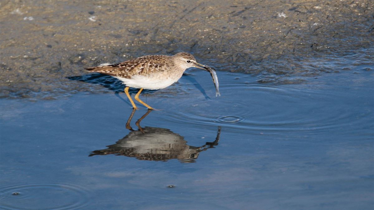 Wood Sandpiper